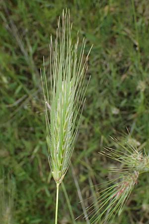 Dasypyrum villosum \ Zottiger Haar-Weizen / Mosquito Grass, Kos Psalidi 15.4.2026