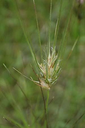 Dasypyrum villosum \ Zottiger Haar-Weizen / Mosquito Grass, Kos Psalidi 15.4.2026