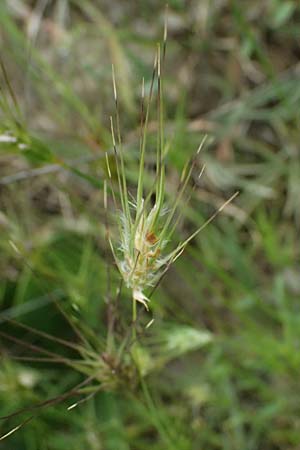 Dasypyrum villosum \ Zottiger Haar-Weizen / Mosquito Grass, Kos Psalidi 15.4.2026