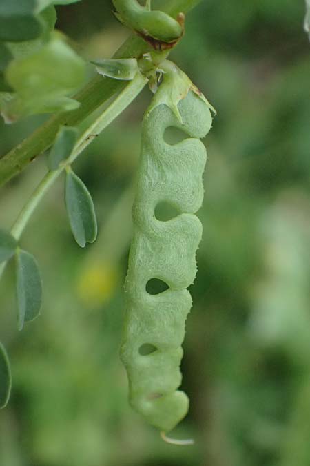 Hippocrepis biflora \ Zweibl�tiger Hufeisenklee / Two-Flowered Horseshoe Vetch, Kos Agios Fokas 15.4.2026