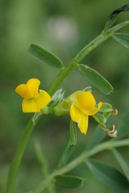 Hippocrepis biflora \ Zweibl�tiger Hufeisenklee / Two-Flowered Horseshoe Vetch, Kos Agios Fokas 15.4.2026