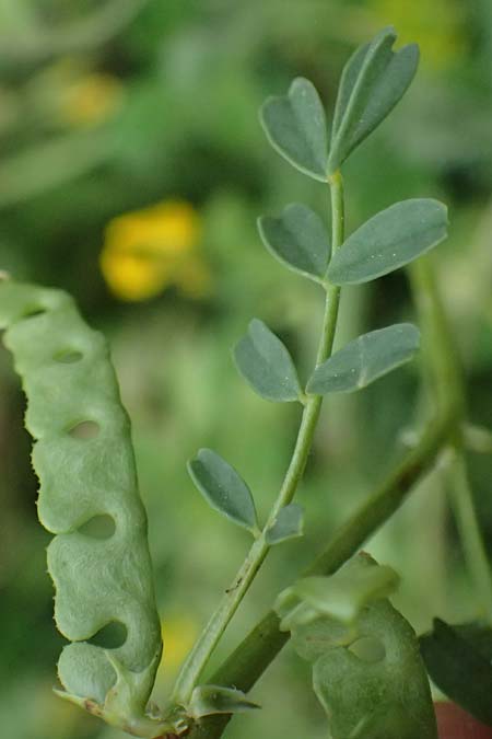 Hippocrepis biflora \ Zweibl�tiger Hufeisenklee / Two-Flowered Horseshoe Vetch, Kos Agios Fokas 15.4.2026