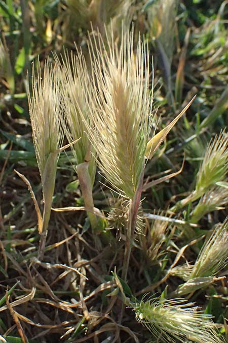 Hordeum marinum \ Strand-Gerste / Sea Barley, Kos Kephalos 8.4.2026