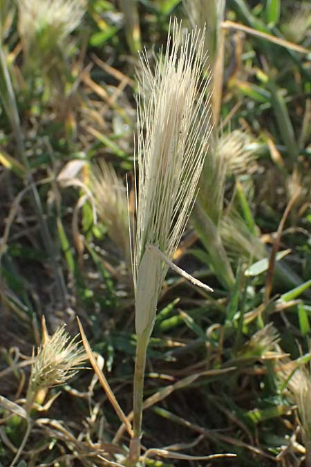 Hordeum marinum \ Strand-Gerste / Sea Barley, Kos Kephalos 8.4.2026