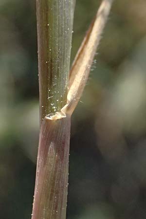 Hordeum marinum \ Strand-Gerste / Sea Barley, Kos Kephalos 8.4.2026