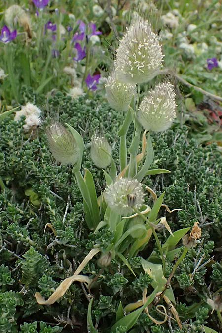 Lagurus ovatus \ S�dliches Samtgras, Hasenschw�nzchen / Hare's Tail Grass, Kos Psalidi 15.4.2026