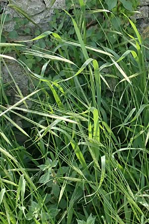Hordeum spontaneum \ Wild-Gerste / Wild Barley, Kos  11.4.2026