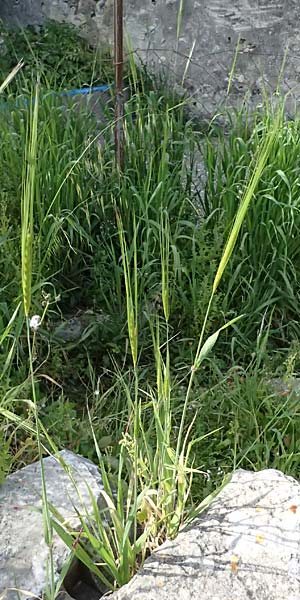 Hordeum spontaneum \ Wild-Gerste / Wild Barley, Kos Pyli 12.4.2026