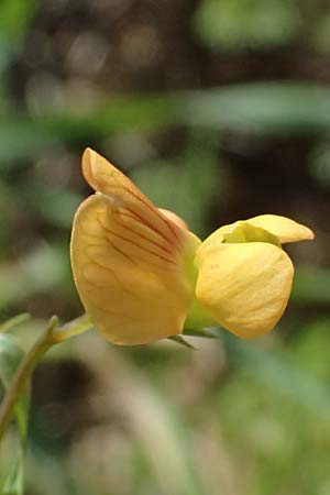 Lathyrus annuus \ Einj�hrige Platterbse / Fodder Pea, Kos Kephalos 8.4.2026