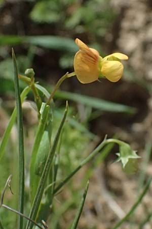 Lathyrus annuus \ Einj�hrige Platterbse / Fodder Pea, Kos Kephalos 8.4.2026