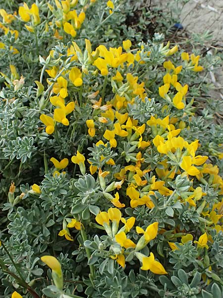 Lotus creticus \ Kretischer Hornklee / Cretan Bird's-Foot Trefoil, Kos Salt-Lake Alikes 9.4.2026