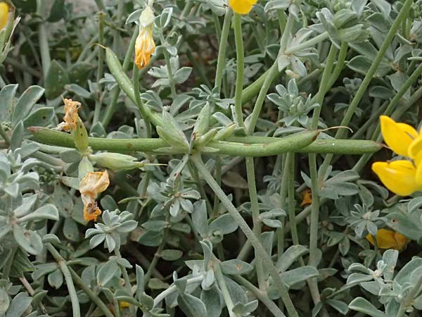 Lotus creticus \ Kretischer Hornklee / Cretan Bird's-Foot Trefoil, Kos Salt-Lake Alikes 9.4.2026