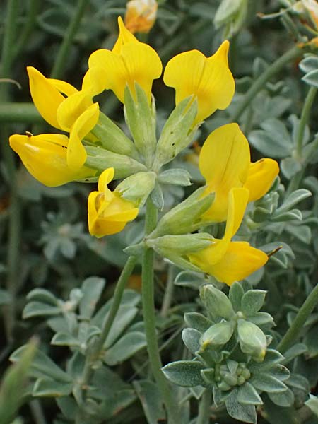 Lotus creticus \ Kretischer Hornklee / Cretan Bird's-Foot Trefoil, Kos Salt-Lake Alikes 9.4.2026