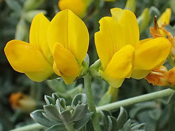 Lotus creticus \ Kretischer Hornklee / Cretan Bird's-Foot Trefoil, Kos Salt-Lake Alikes 9.4.2026