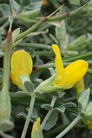 Lotus creticus \ Kretischer Hornklee / Cretan Bird's-Foot Trefoil, Kos Salt-Lake Alikes 9.4.2026