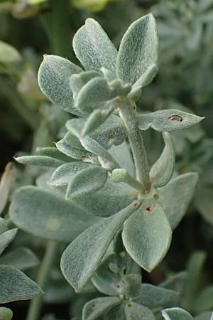 Lotus creticus \ Kretischer Hornklee / Cretan Bird's-Foot Trefoil, Kos Salt-Lake Alikes 9.4.2026