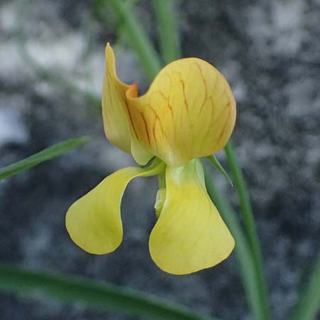 Lathyrus annuus \ Einj�hrige Platterbse / Fodder Pea, Kos Asklepion 13.4.2026