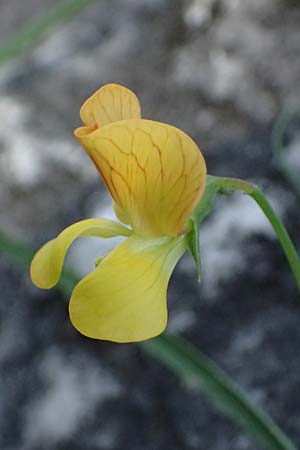 Lathyrus annuus \ Einj�hrige Platterbse / Fodder Pea, Kos Asklepion 13.4.2026
