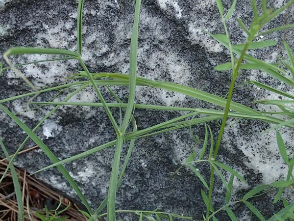 Lathyrus annuus \ Einj�hrige Platterbse / Fodder Pea, Kos Asklepion 13.4.2026