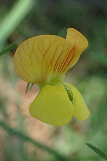 Lathyrus annuus \ Einj�hrige Platterbse / Fodder Pea, Kos Asklepion 13.4.2026