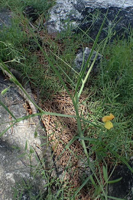 Lathyrus annuus \ Einj�hrige Platterbse / Fodder Pea, Kos Asklepion 13.4.2026