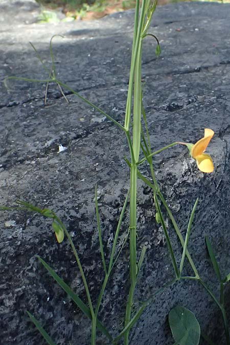Lathyrus annuus \ Einj�hrige Platterbse / Fodder Pea, Kos Asklepion 13.4.2026