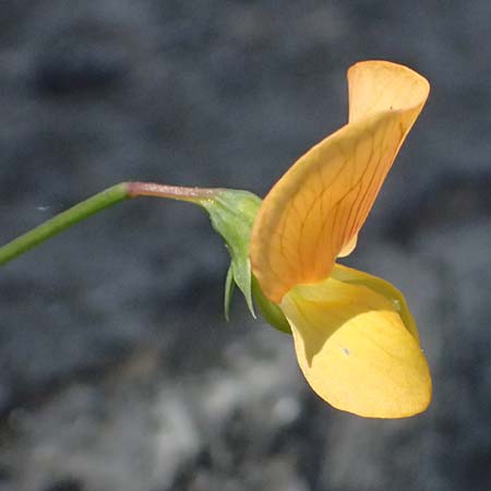 Lathyrus annuus \ Einj�hrige Platterbse / Fodder Pea, Kos Asklepion 13.4.2026