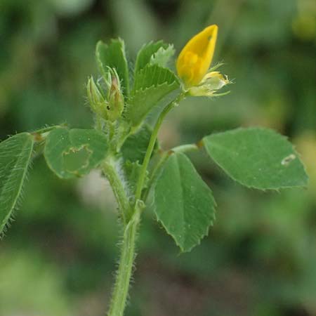Medicago rigidula \ Sammet-Schneckenklee / Rigid Medick, Tifton Burclover, Kos Agios Fokas 15.4.2026