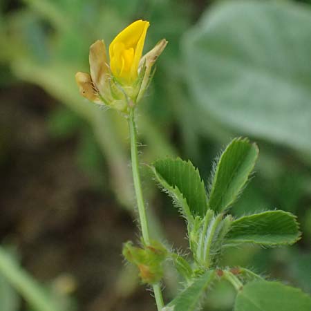 Medicago rigidula \ Sammet-Schneckenklee / Rigid Medick, Tifton Burclover, Kos Agios Fokas 15.4.2026