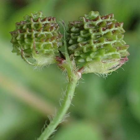 Medicago rigidula \ Sammet-Schneckenklee / Rigid Medick, Tifton Burclover, Kos Agios Fokas 15.4.2026