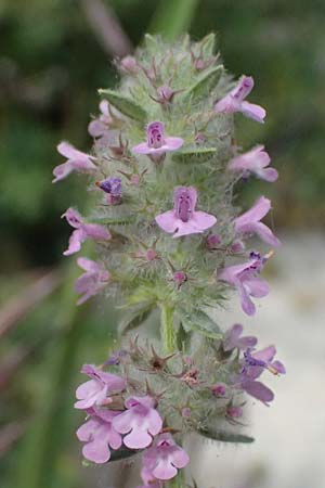 Micromeria nervosa \ Pal�stina-Steinminze / Veined Savory, Kos  11.4.2026