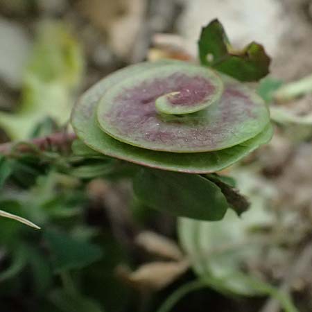 Medicago orbicularis \ Schneckenklee / Button Clover, Kos Agios Fokas 15.4.2026