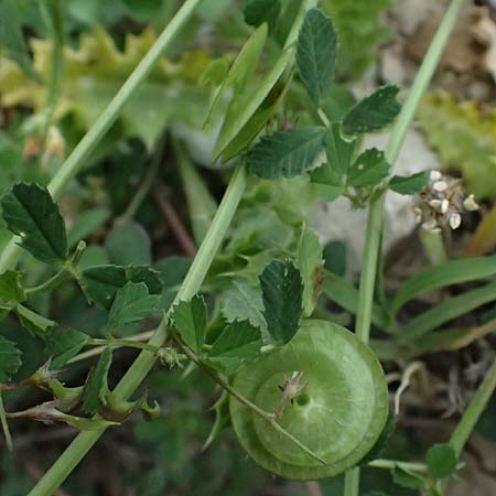 Medicago orbicularis \ Schneckenklee / Button Clover, Kos Agios Fokas 15.4.2026