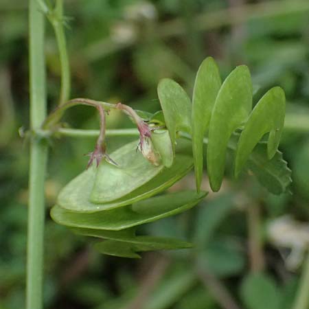 Medicago orbicularis \ Schneckenklee / Button Clover, Kos Agios Fokas 15.4.2026