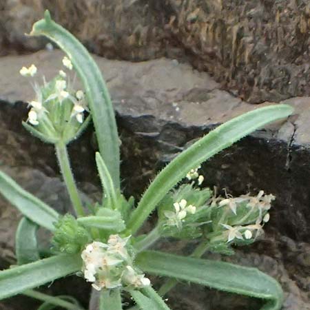 Plantago bellardii \ Haariger Wegerich / Hairy Plantain, Kos Psalidi 15.4.2026