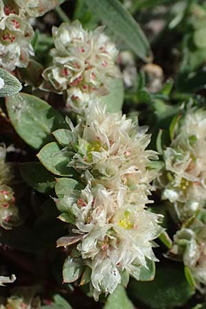 Paronychia argentea \ Silber-Nagelkraut, Silber-Mauermiere, Kos Kephalos 8.4.2026