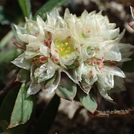 Paronychia argentea \ Silber-Nagelkraut, Silber-Mauermiere, Kos Kephalos 8.4.2026