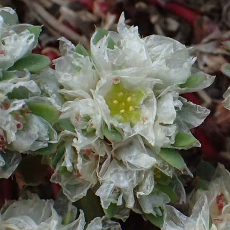 Paronychia argentea \ Silber-Nagelkraut, Silber-Mauermiere, Kos Salt-Lake Alikes 9.4.2026
