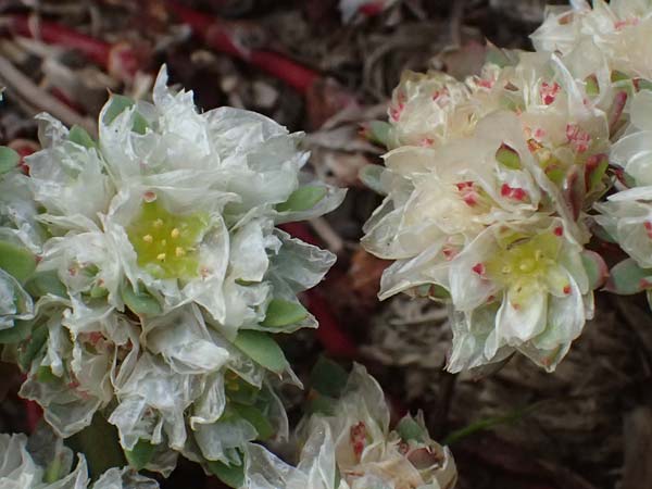 Paronychia argentea \ Silber-Nagelkraut, Silber-Mauermiere, Kos Salt-Lake Alikes 9.4.2026