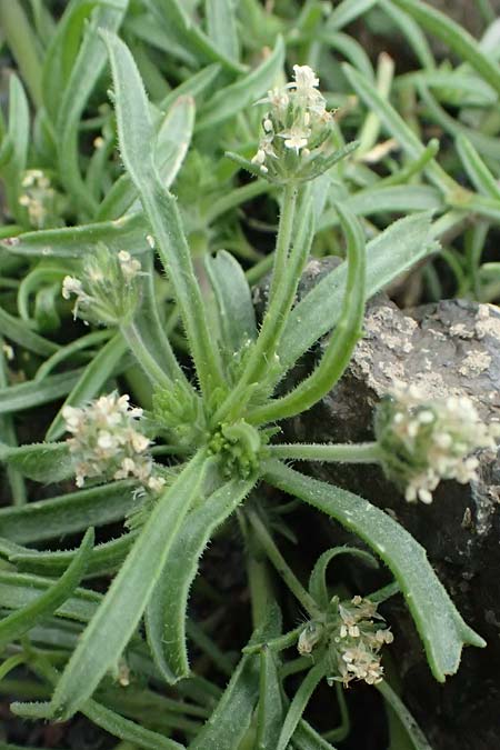 Plantago bellardii \ Haariger Wegerich / Hairy Plantain, Kos Psalidi 15.4.2026