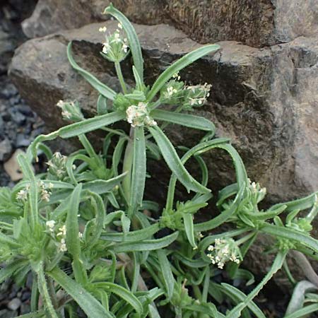 Plantago bellardii \ Haariger Wegerich / Hairy Plantain, Kos Psalidi 15.4.2026