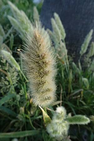 Polypogon monspeliensis \ Gew�hnliches B�rstengras / Mediterranean Beard Grass, Kos  10.4.2026
