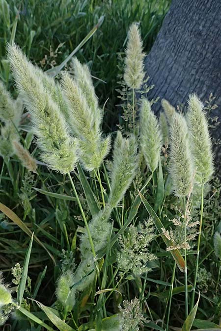 Polypogon monspeliensis \ Gew�hnliches B�rstengras / Mediterranean Beard Grass, Kos  10.4.2026