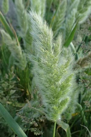Polypogon monspeliensis \ Gew�hnliches B�rstengras / Mediterranean Beard Grass, Kos  10.4.2026