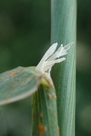 Polypogon monspeliensis \ Gew�hnliches B�rstengras / Mediterranean Beard Grass, Kos  10.4.2026