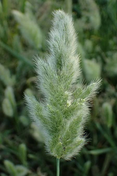 Polypogon monspeliensis \ Gew�hnliches B�rstengras / Mediterranean Beard Grass, Kos  10.4.2026