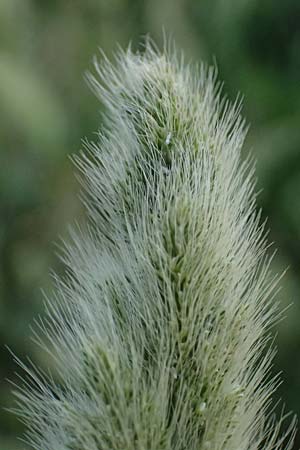 Polypogon monspeliensis \ Gew�hnliches B�rstengras / Mediterranean Beard Grass, Kos  10.4.2026