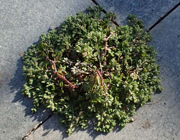 Polycarpon tetraphyllum \ Vierbl�ttriges Nagelkraut / Four-Leaved Allseed, Kos Lagoudi 9.4.2026