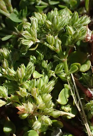 Polycarpon tetraphyllum \ Vierbl�ttriges Nagelkraut / Four-Leaved Allseed, Kos Lagoudi 9.4.2026
