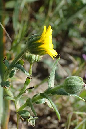 Calendula arvensis / Field Marigold, Kos Kephalos 8.4.2026